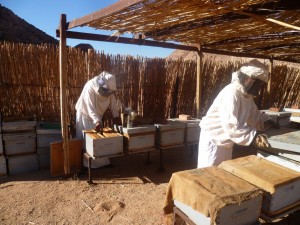Beekeeping 5   
